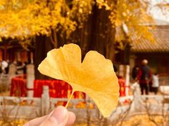 -潭柘寺景区