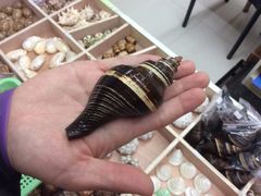 -青岛贝壳博物馆