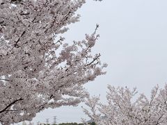 -羊山湖公园