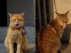 -Again Coffee Roaster(香蜜湖店)