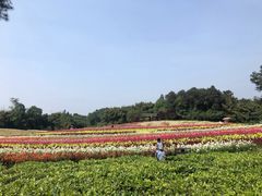 -保利石象湖景区