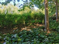 -朝阳公园游乐园