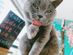 -猫在这儿猫咪咖啡馆·撸猫馆