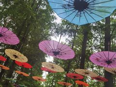 -东平国家森林公园