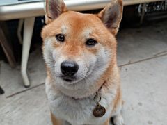 -柴犬高等学院·狗咖·柴犬售卖·宠物训练