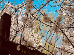 -桃花堤公园