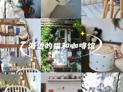 -海边的猫和咖啡馆