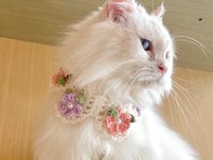 -飞行喵MR PILOT|猫舍·猫咖(静安大融城店)
