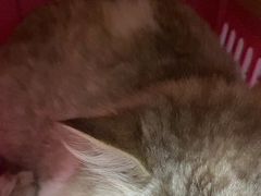 -瑞派伍一宠物医院·眼科·骨科·猫科转诊中心(马王堆院)