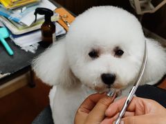 -鑫艺宠物美容培训学校