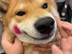 -啡语