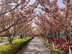 -高东镇樱花园