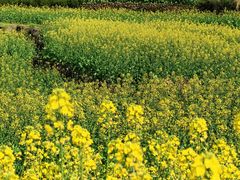 -桑洲油菜花景区