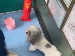 -博特宠物医院24h犬猫全科.骨科·异宠