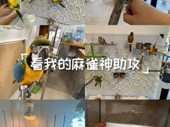 -吉丁鸟咖·异宠·寄养