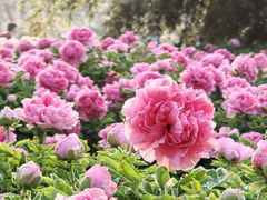 -洛阳市隋唐城遗址植物园