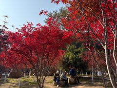 -广州市帽峰山景区
