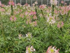 -北纬44度·金珠花海休闲农业旅游景区