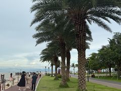 -野狸岛