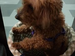 -德香苑脆皮烤鸭·经典(爱融荟城店)