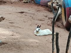 -鄂尔多斯野生动物园