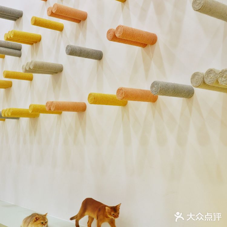 上海探店🐱打卡利路修同款撸猫圣地‼️
