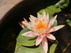 -老屋咖啡