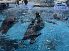 -帝企鹅自助餐厅•儿童岛•真企鹅(长隆企鹅酒店)