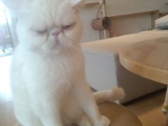 -猫腻·猫咖·撸猫馆(星光大道店)
