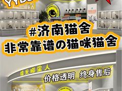 -糯米喵星人总部直营旗舰店·猫舍·幼猫出售