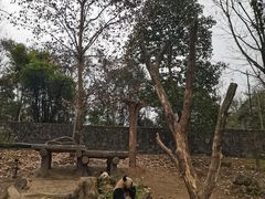 -都江堰中华大熊猫苑