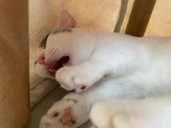 -猫力发电所·宠物专门店