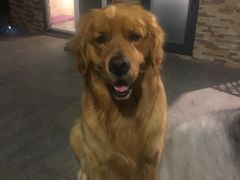 -美联众合宠物医院·爱萌分院·内外科·猫科中心