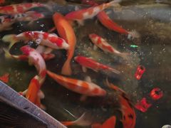 -鱼满舱·鲜活海鲜·正宗鲁菜