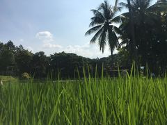 -四季酒店下午茶