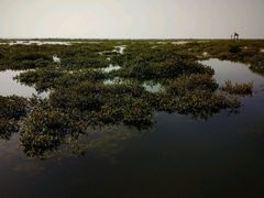 -北海金海湾红树林生态旅游区