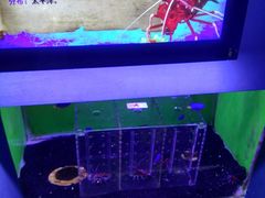 -芜湖新华联大白鲸海洋公园