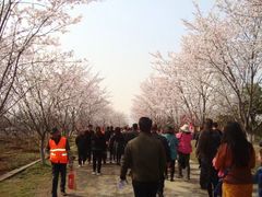 -天王浮山樱花园