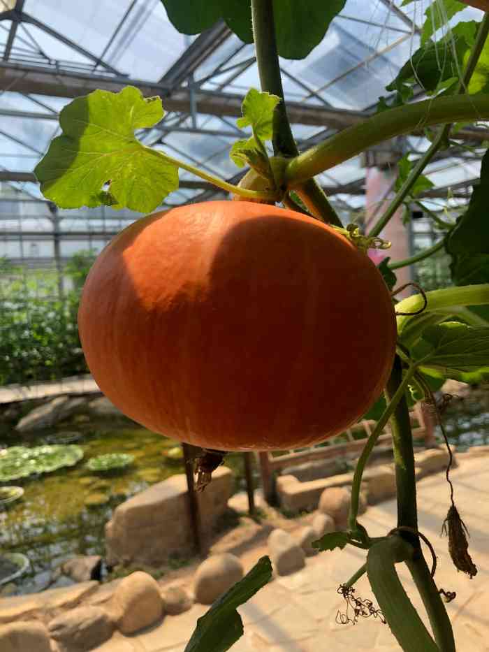 老宋瓜王采摘园-"去的不是时候,没什么可看的,买个瓜吃贵不.