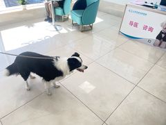 -北京观赏动物医院·24小时大型综合·猫专科·异宠专科