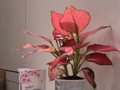 -鹿港小镇(黄金店)