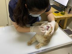 -爱妮康宠物医院·干细胞免疫细胞·肿瘤·心脏(张江店)