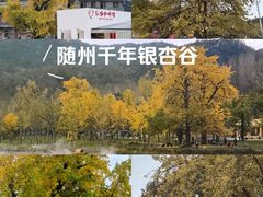 -千年银杏谷文化旅游区