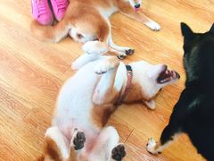 -柴犬高等学院·狗咖·柴犬售卖·宠物训练