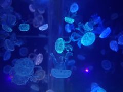 -海合安武汉极地海洋公园
