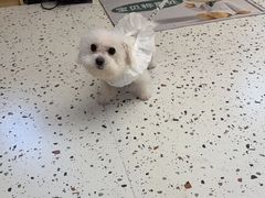 -瑞派康怡24h宠物医院·犬猫医疗中心·微创绝育(瑞景分院)