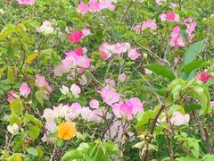 -荔香公园