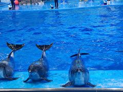 -多彩贵州城极地海洋世界