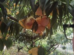 -老袁家蜜桃农场·阳山水蜜桃