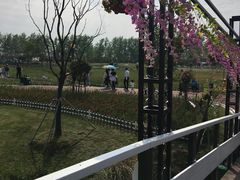 -荷兰花海